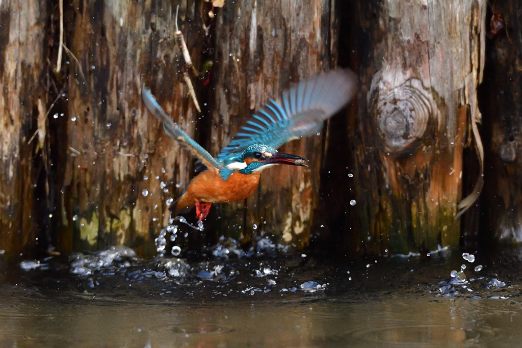 えびゲット 2020_17
