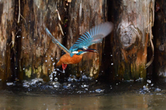 えびゲット 2020_17