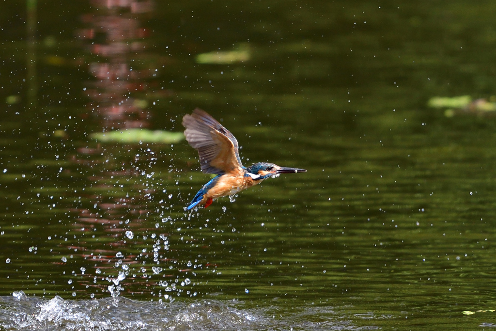 スプラッシュ 2017_21