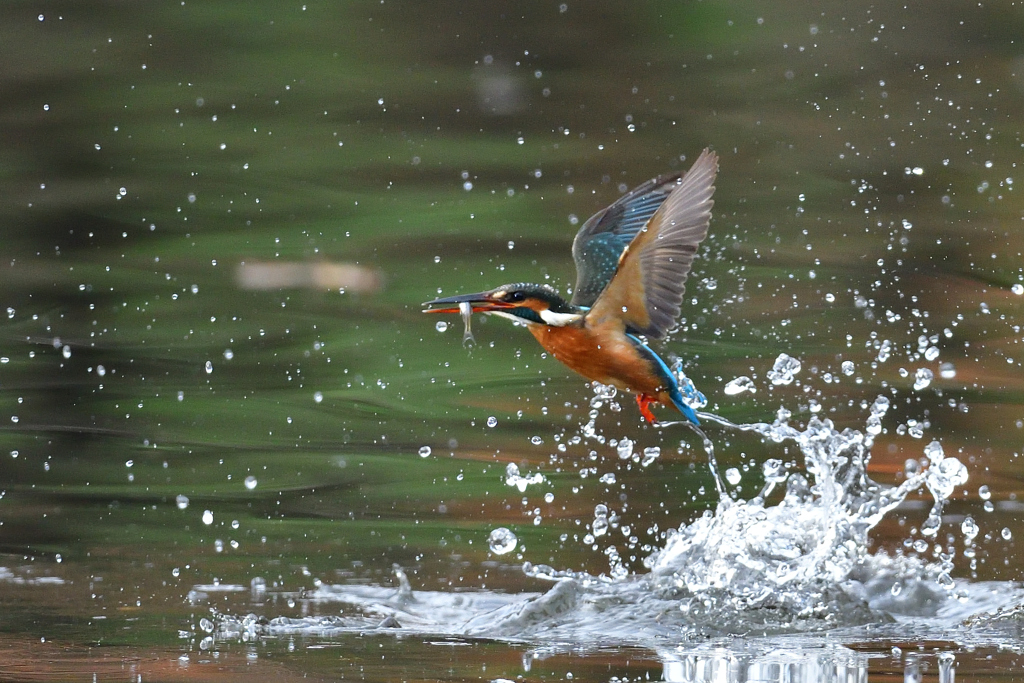 お魚ゲット 2019_75