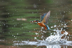 お魚ゲット 2019_75