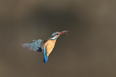 止まり木めざし