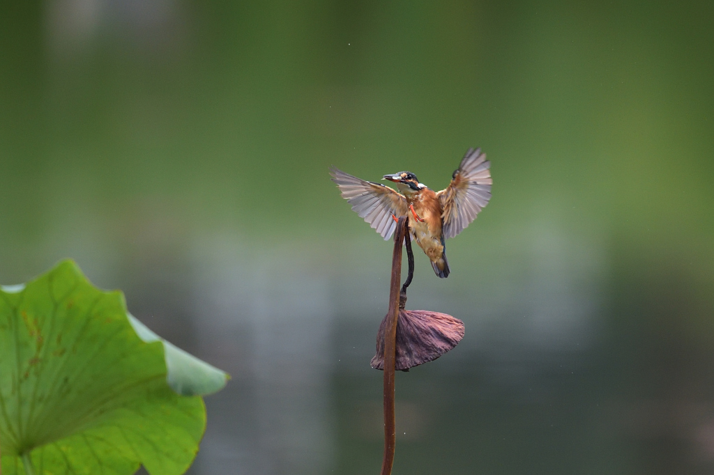 枯れ蓮に帰還 1