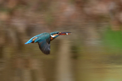 ダイブ戻り 2019_16