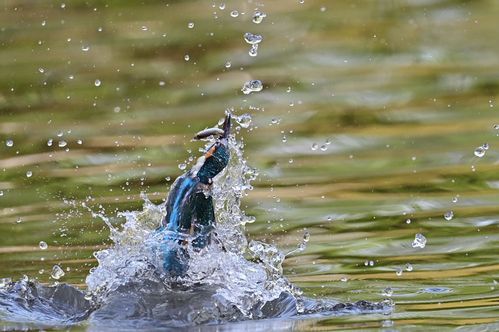 お魚ゲット A-31