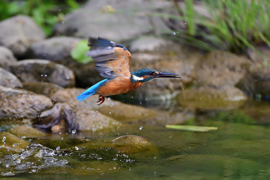 小えびゲット 13