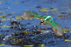 お魚ゲット 2020_17