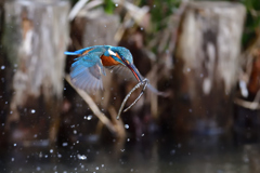 なんじゃこりゃ！ 1