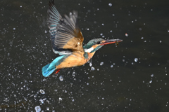 えびゲット 2 えびゲット 2