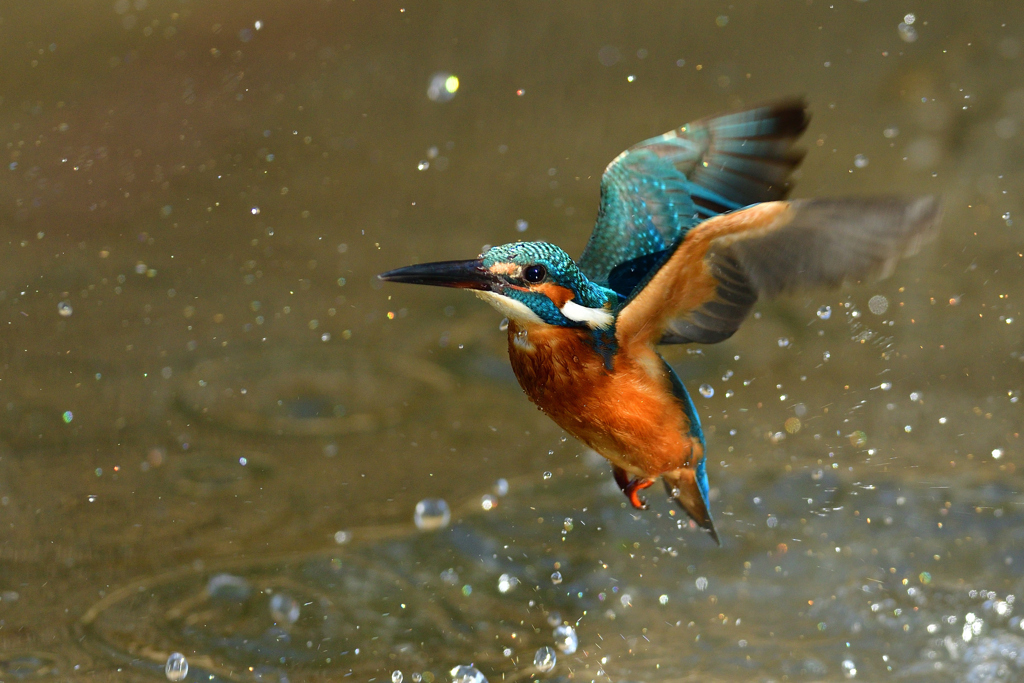 ライジング 2020_2