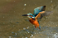 ライジング 2020_2