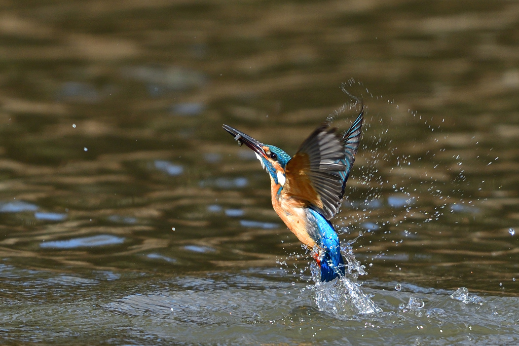 お魚ゲット 2018_28