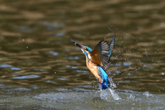 お魚ゲット 2018_28