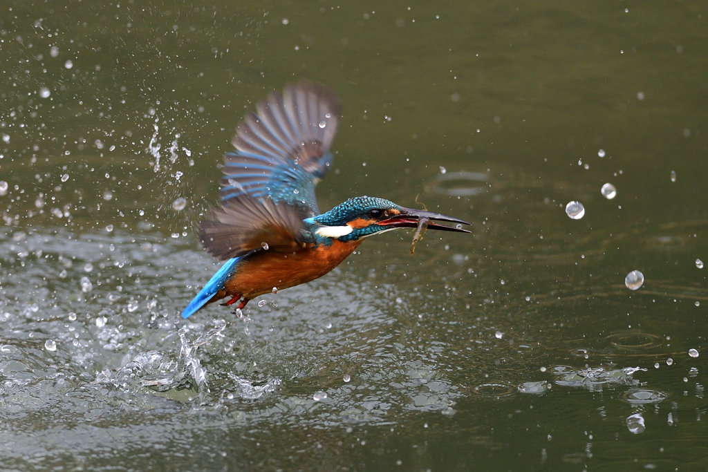 えびゲット 2021_25