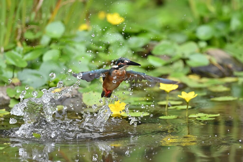 アサザの背景 1