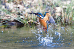 えびゲット 2020_10