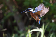 ホバリング 2019_24