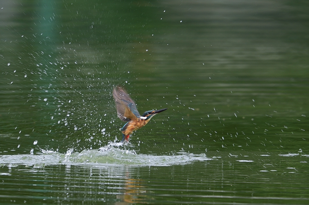 スプラッシュ 2017_24
