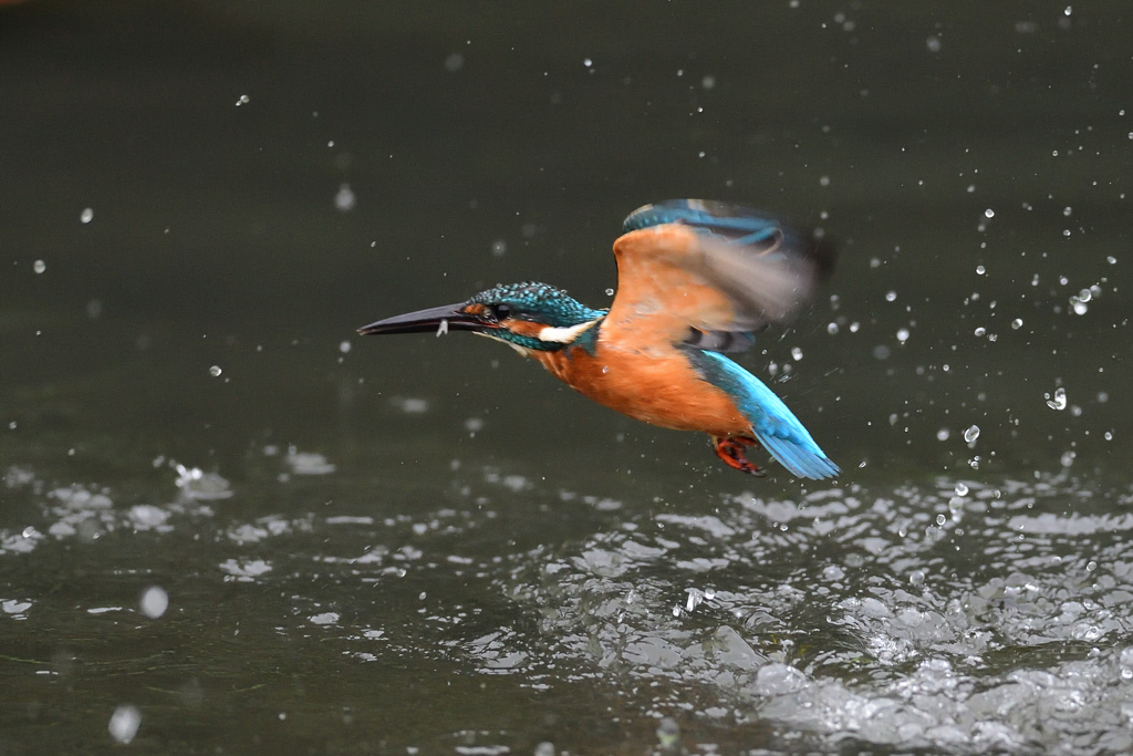 お魚ゲット 2020_41