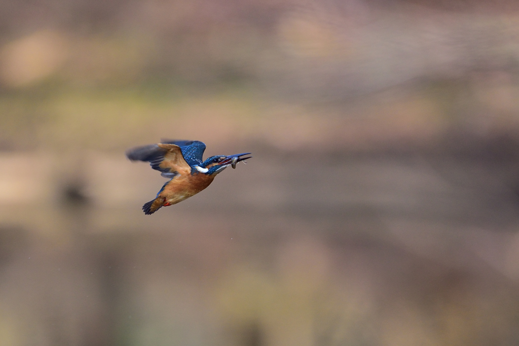 お魚ゲット 2018_6
