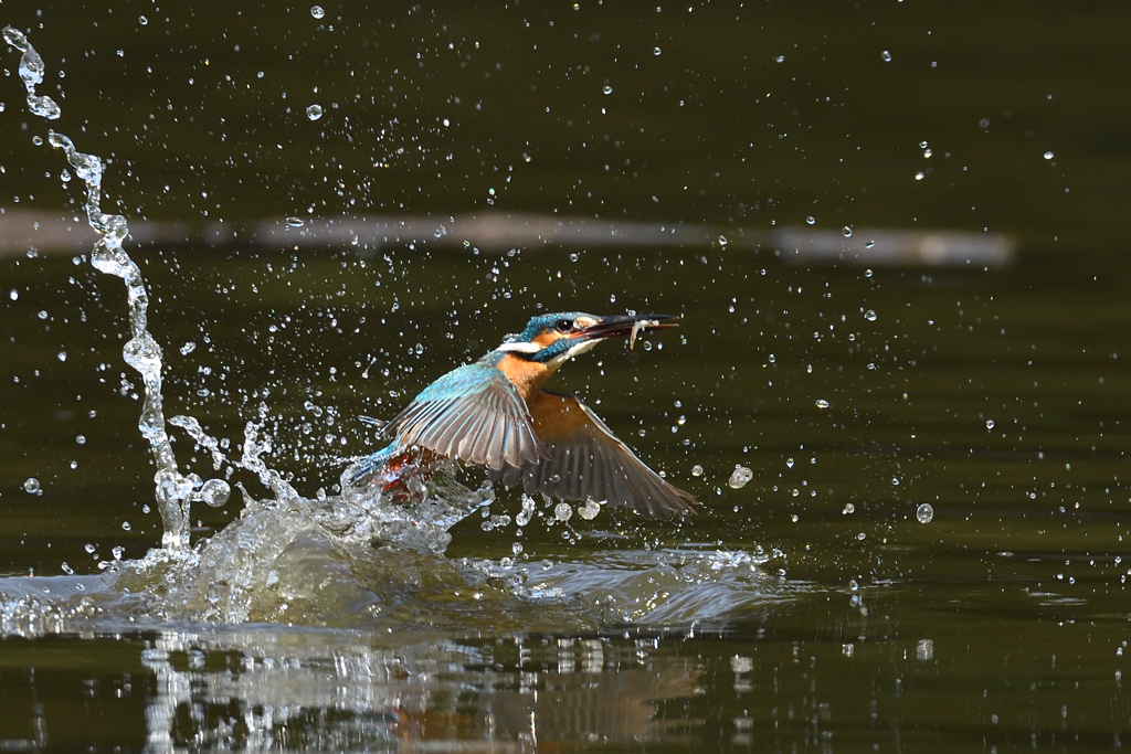お魚ゲット 2021_32