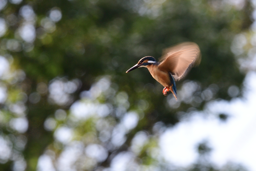 ホバリング 2021_25