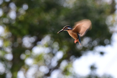 ホバリング 2021_25