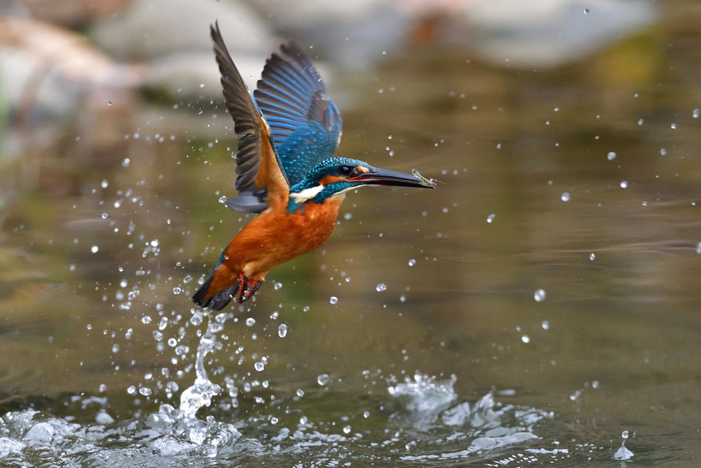 えびゲット 2020_101