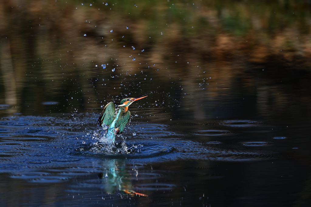 雛子の飛び出し 1