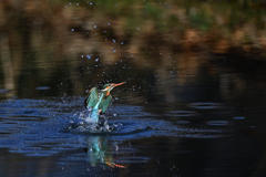 雛子の飛び出し 1
