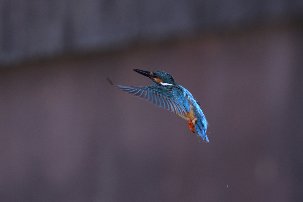 ダイブ戻り 2017_23