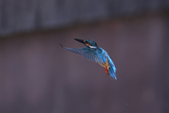 ダイブ戻り 2017_23