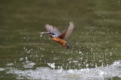 お魚ゲット 2018_60