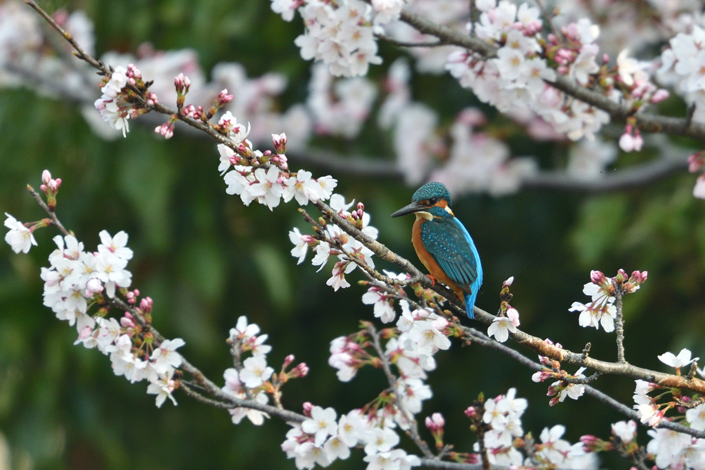 桜カワセミ 2018_1