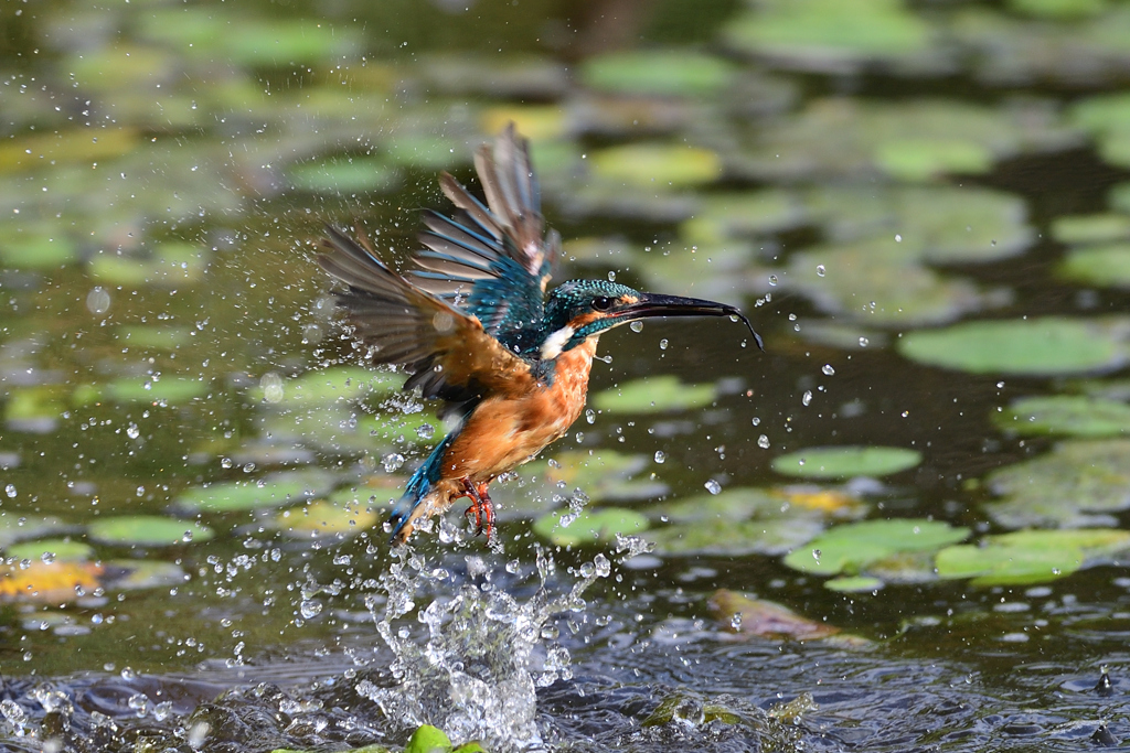 えびゲット 2020_63