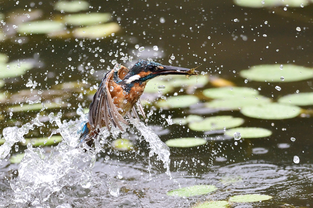 水のベールを振り飛ばし