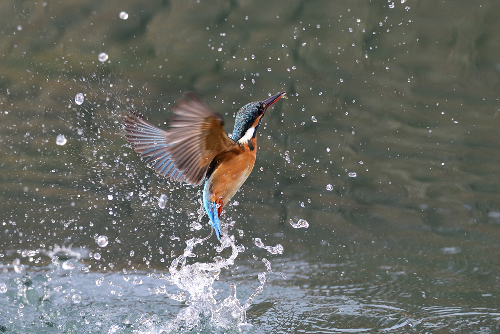 えびゲット A-44