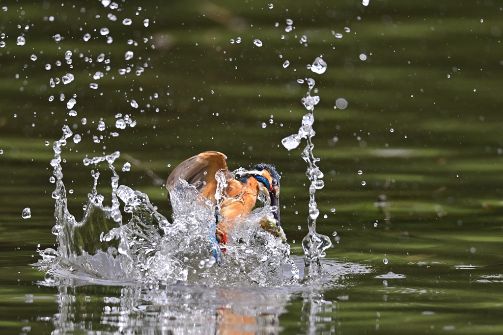 お魚ゲット A-16