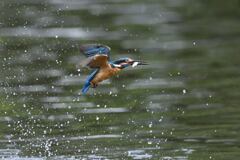 お魚ゲット A-40