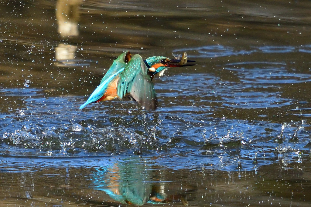 お魚ゲット 2019_6
