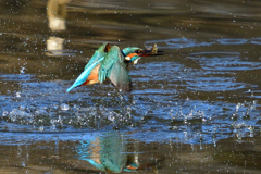 お魚ゲット 2019_6