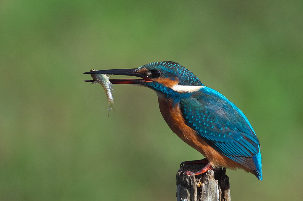 ポートレート 2
