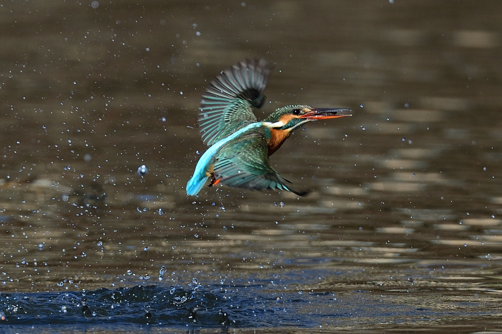 お魚ゲット 2020_19