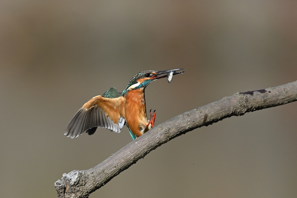 魚を獲って帰還 2