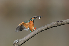 魚を獲って帰還 2