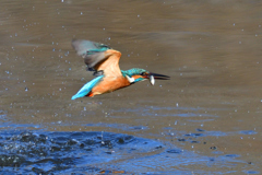 お魚ゲット 2019_4