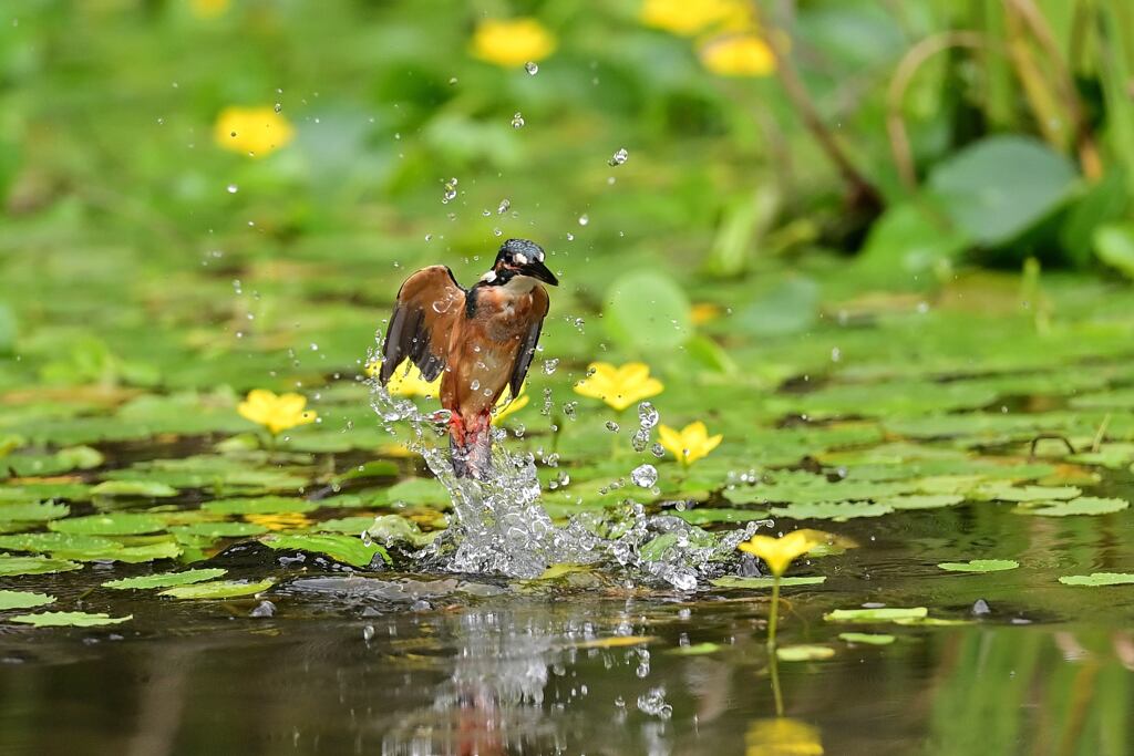 アサザを背景に 1