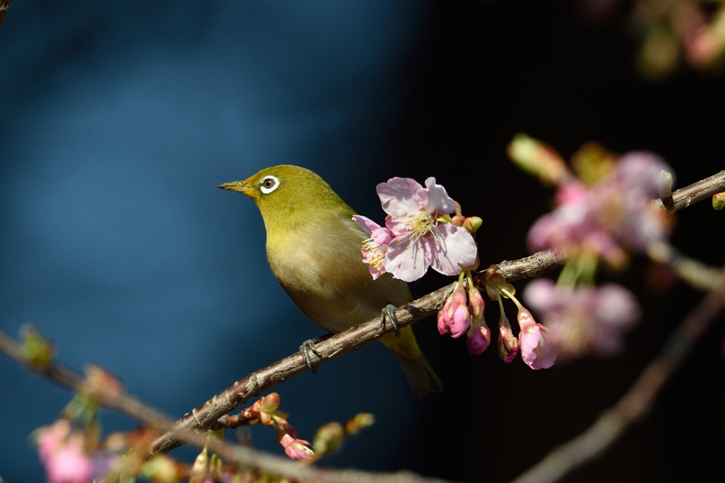 メジロの花見