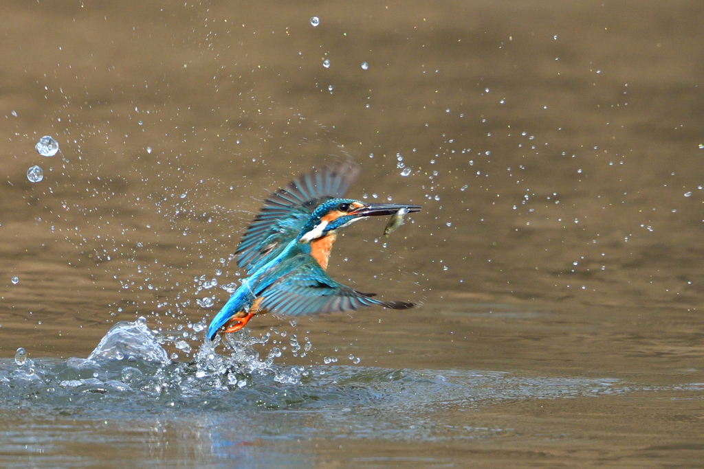 お魚ゲット 2018_39