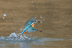 お魚ゲット 2018_39